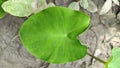 A closeup of colocasia esculenta (alocasia) or taro. Local name of this tree in Bangladesh is Kochu, Kochu pata .