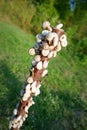 Closeup of a colony of small snails on the on