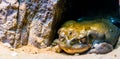 Closeup of a colorado river toad hiding under a rock, tropical amphibian specie from mexico Royalty Free Stock Photo
