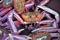 Colored exotic halloween crab on the mangrove swamp Honduras