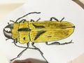 Closeup of colored pencil drawing of beetle