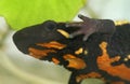 Closeup on an colorful adult of the endangered Laos warty newt, Paramesotriton laoensis Royalty Free Stock Photo