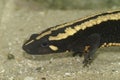 Closeup on an colorful adult of the endangered Laos warty newt, Paramesotriton laoensis Royalty Free Stock Photo