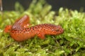 Closeup on the colorful , attractive Blue Ridge Red Salamander,  Pseudotriton ruber Royalty Free Stock Photo