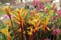 Closeup on the colorful Australian yellow or evergreen, kangaroo paw, Anigozanthos flavidus Royalty Free Stock Photo