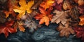 Colorful autumn leaves background, Multicolor maple leaves background. High quality resolution picture