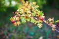 Closeup of colorful autumn leaves and berries on a tree or bush Royalty Free Stock Photo