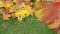 Closeup colorful autumn maple tree rake red raker