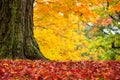 Closeup of autumn trees at a park in New England