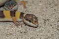 Closeup on a colorful banded Leopard gecko, Eublepharis macularius sitting on sand