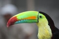 Closeup of colorful beak and head of a Toucan from Costa Rica