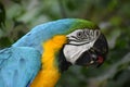 Closeup of a colorful beautiful Blue and Gold Macaw in South Africa Royalty Free Stock Photo