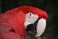 Closeup of a colorful beautiful red Green Winged Macaw in South Africa Royalty Free Stock Photo