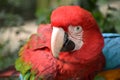 Closeup of a colorful beautiful red Green Winged Macaw in South Africa Royalty Free Stock Photo