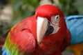 Closeup of a colorful beautiful red Green Winged Macaw in South Africa Royalty Free Stock Photo