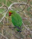 Closeup of colorful black-winged lovebird Agapornis taranta resting in tree Lake Tana, Gorgora, Ethiopia Royalty Free Stock Photo