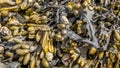 Closeup of colorful Bladder Wrack Fucus vesiculosus Royalty Free Stock Photo