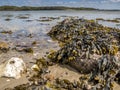 Closeup of colorful Bladder Wrack Fucus vesiculosus Royalty Free Stock Photo