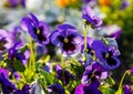 Closeup of colorful blossom pansy flowers in the park. Pansies are plants cultivated for garden. Summer, flowers