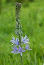 Closeup on the colorful blue flower of the great or large Camas wildflower, Camassia leichtlinii, Eugene, Oregon