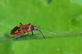 Closeup on a colorful bright red Eureopean Rhopalid bug, Corizus hyoscyami, on a green leaf Royalty Free Stock Photo