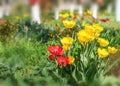 Closeup colorful bright yellow and red flowers tulips in spring garden with birch trees. Flower bed in a warm sunny day. Beautiful Royalty Free Stock Photo