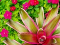 Bromeliad closeup bright red green pink