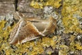 Closeup on the colorful buff arches owlet moth, Habrosyne pyritoides, sitting on wood Royalty Free Stock Photo