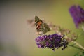 Colorful butterfly feeding on purple flower Royalty Free Stock Photo