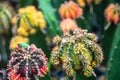 Closeup colorful cactus flowers at farm Royalty Free Stock Photo