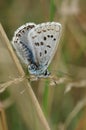 Closeup on a colorful Chalkhill blue butterfly, Lysandra coridon, perched in vegetation Royalty Free Stock Photo