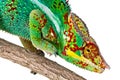 Closeup of colorful Chameleon