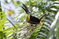 Closeup of a colorful Channel-billed Toucan with beak open eating a palm seed in the rainforest Royalty Free Stock Photo