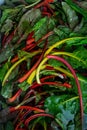 Closeup of colorful Chard vegetables soaked in water Royalty Free Stock Photo