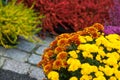 Colorful Chrysanthemums bouquet at the florist