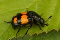 Closeup on a colorful common burying or sexton beetle , Nicrophorus vespilloides on a green leaf Royalty Free Stock Photo