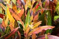 Closeup colorful of croton plants leaves background texture Royalty Free Stock Photo