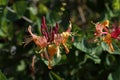 Closeup of colorful curly honeysuckles