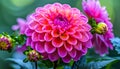 Closeup colorful dahlia flowers. Gardening and Flowering background