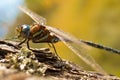 Closeup of a colorful dragonfly on a tree Royalty Free Stock Photo