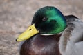 Closeup of a colorful drake on a lake in Kassel, Germany