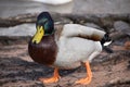 Closeup of a colorful drake on a lake in Kassel, Germany