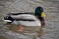 Closeup of a colorful drake swimming in a lake in Kassel, Germany