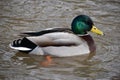 Closeup of a colorful drake swimming in a lake in Kassel, Germany