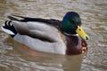 Closeup of a colorful drake swimming in a lake in Kassel, Germany