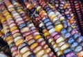 Closeup of the colorful dried Indian corns for Fall decoration Royalty Free Stock Photo