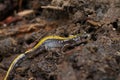 Closeup on the colorful Eastern longtoed salamander, Ambystoma macrodactylum columbianum