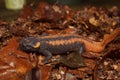 Closeup on the colorful and endangered Asian Red-tailed Knobby Newt, Tylototriton kweichowensis