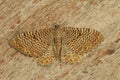 Closeup on the colorful European Scallop Shell geomter moth, Hydria undulata with spread wings