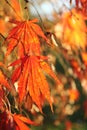 Closeup of colorful fall Japanese maple leaves with blurry background Royalty Free Stock Photo